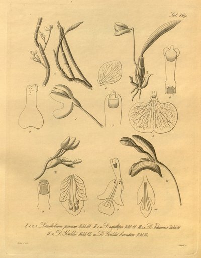 Bu dosya Biodiversity Heritage Library