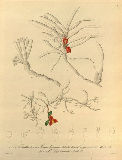 Bu dosya Biodiversity Heritage Library
