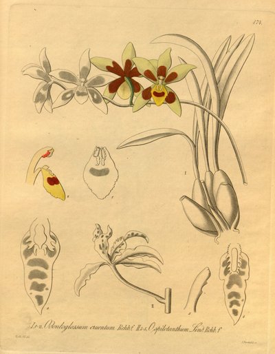 Bu dosya Biodiversity Heritage Library