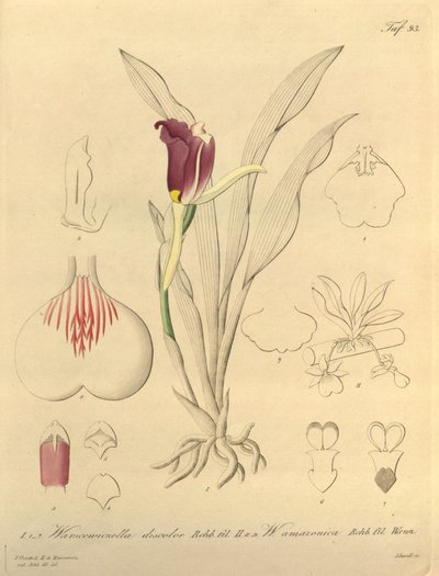 Bu dosya Biodiversity Heritage Library