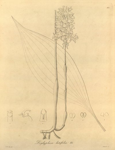 Bu dosya Biodiversity Heritage Library