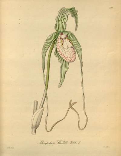 Bu dosya Biodiversity Heritage Library