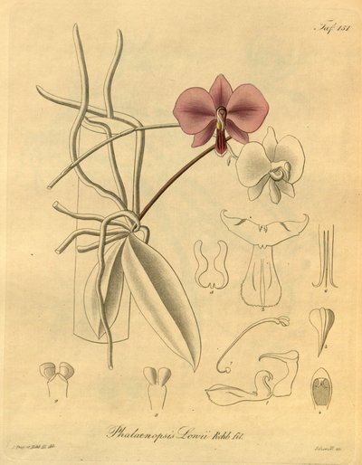 Bu dosya Biodiversity Heritage Library