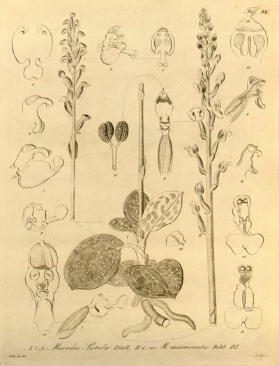 Bu dosya Biodiversity Heritage Library