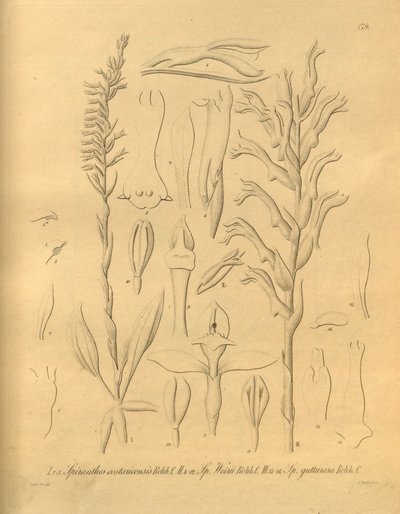 Bu dosya Biodiversity Heritage Library