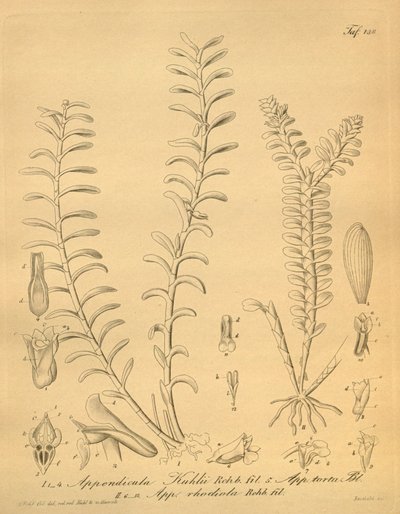 Appendicula kuhlii'nin arınmaları by Heinrich Gustav Reichenbach