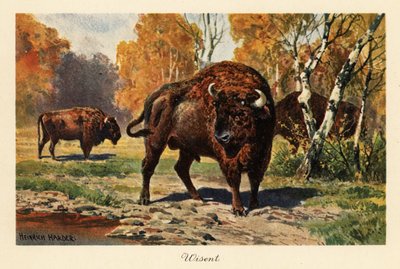 Bir orman temizliğinde Avrupa bizonu veya zubr. by Heinrich Harder