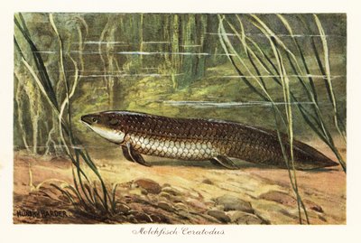 Okyanus tabanındaki sazlıklar arasında soyu tükenmiş Ceratodus latissimus. by Heinrich Harder