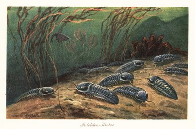 Okyanus tabanında soyu tükenmiş trilobitler. by Heinrich Harder