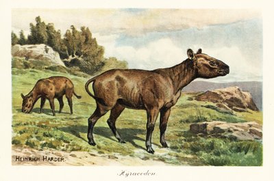 Hyracodon, soyu tükenmiş midilli benzeri memeli cinsi, Oligosen. ,1908 (Baskı) by Heinrich Harder