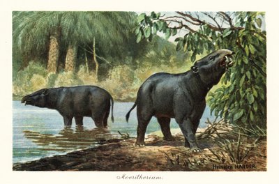 Moeritherium, Eosen