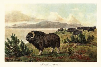 Misk öküzü veya misk öküzü, Ovibos moschatus.,1908 (Baskı) by Heinrich Harder
