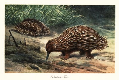 Kısa gagalı echidna, Tachyglossus aculeatus, yiyecek arama. by Heinrich Harder