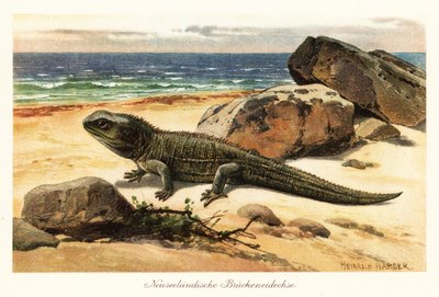 Savunmasız tuatara, Sphenodon punctatus, kıyıda. by Heinrich Harder