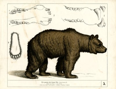 Anatomik Detaylarıyla Boz Ayı by Heinrich Leutemann