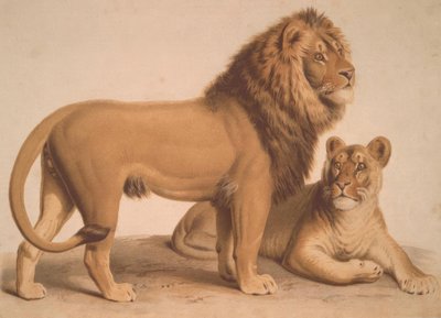 Aslan / Felis Leo by Heinrich Leutemann