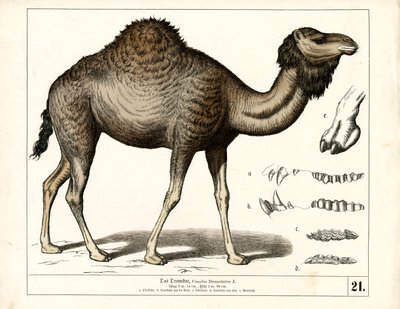  by Heinrich Leutemann