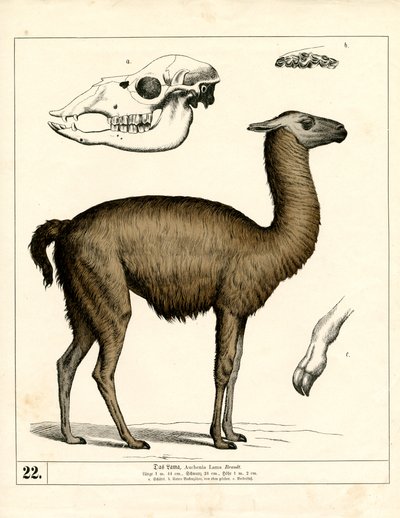  by Heinrich Leutemann
