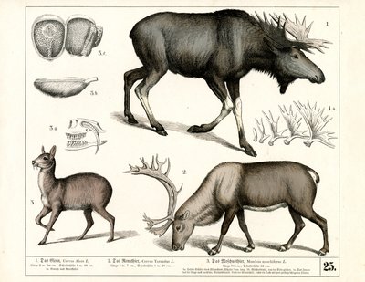  by Heinrich Leutemann