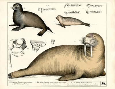  by Heinrich Leutemann