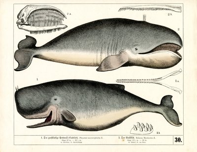Anatomik Özellikleriyle İspermeçet Balinası ve Baş Balina by Heinrich Leutemann