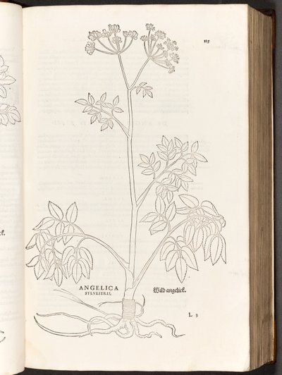 BT3.267.5 s.125 Wild Angelica, Leonhart Fuchs
