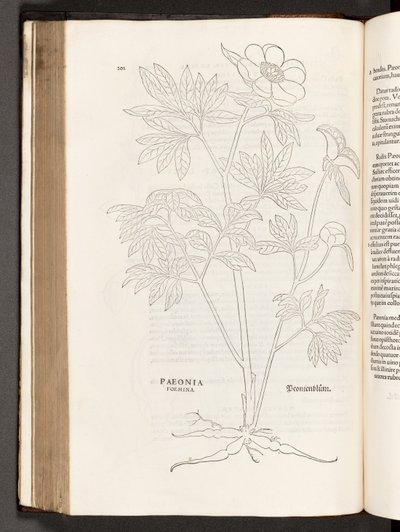 BT3.267.5 s.311 Paeony, Leonhart Fuchs
