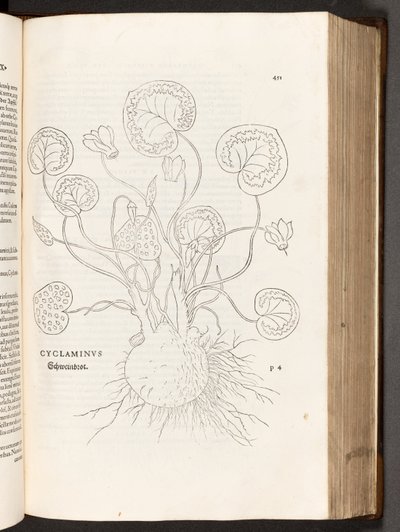 BT3.267.5 s.51 Siklamen, Leonhart Fuchs