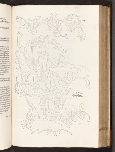 BT3.267.5. s.627 Bezelye, Leonhart Fuchs