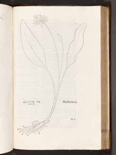 BT3.267.5 s.739 Allium, Leonhart Fuchs