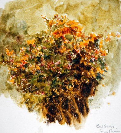 Berberis, Sunshine (kağıt üzerine suluboya) by Helen Allingham