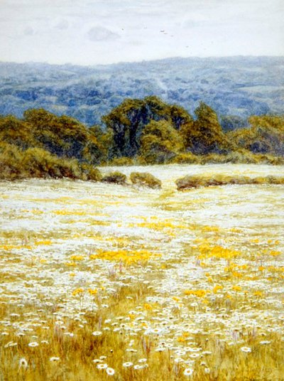 Oxeye Papatyalar, Westerham, Kent yakınlarında (kağıt üzerine suluboya) by Helen Allingham