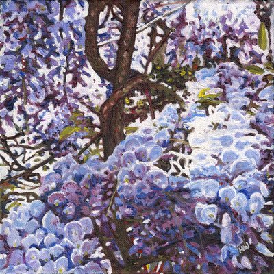Mavi Wisteria, 2012 by Helen White
