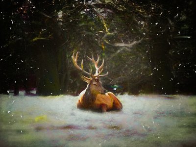 Noel Geyiği, 2019 by Helen White