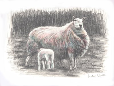 Gururlu, 2016, (karakalem) by Helen White