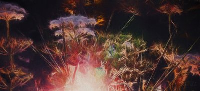Radiant Hedgerow, 2018,  by Helen White