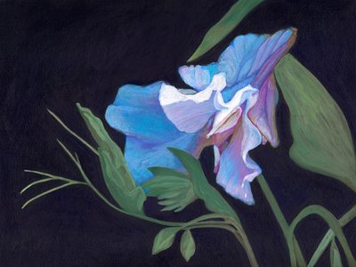 Sweet Pea, 2020 (gemide akrilik) by Helen White