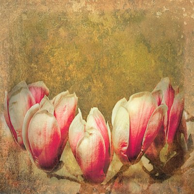 Vintage Manolya; 2019 by Helen White