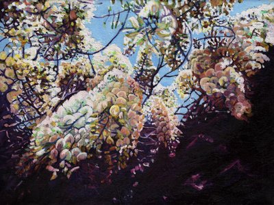 Beyaz wisteria, 2012, by Helen White