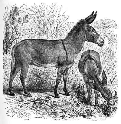 Afrika Vahşi Eşek, c1900 by Helena J. Maguire