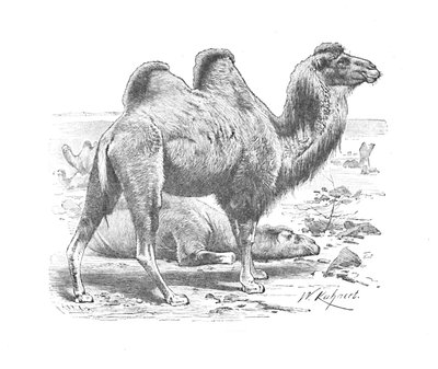 Baktriya Devesi, c1900 by Helena J. Maguire