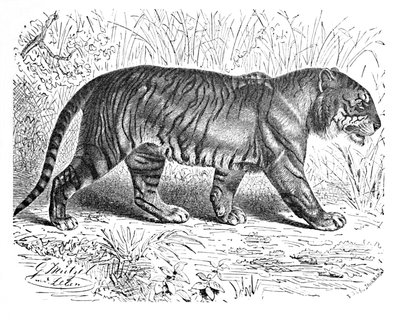 Bengal Kaplanı, c1900 by Helena J. Maguire