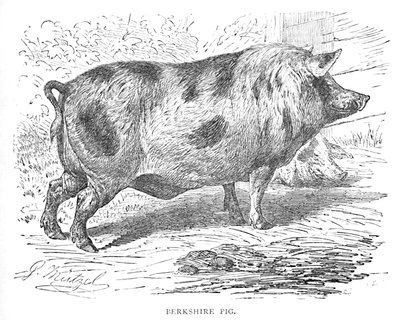 Berkshire Domuzu, c1900 by Helena J. Maguire