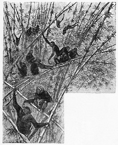 Bambu Ormanında Hoolocks, c1900 by Helena J. Maguire