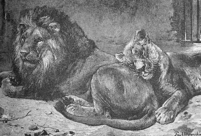 Aslan ve Dişi Aslan, c1900 by Helena J. Maguire