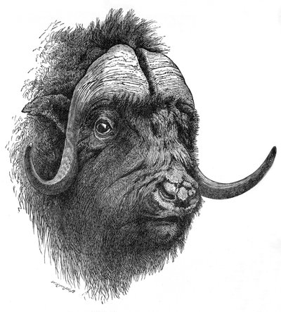 Misk Öküz, c1900 by Helena J. Maguire
