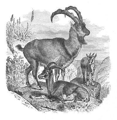 İran Yaban Keçileri, c1900 by Helena J. Maguire