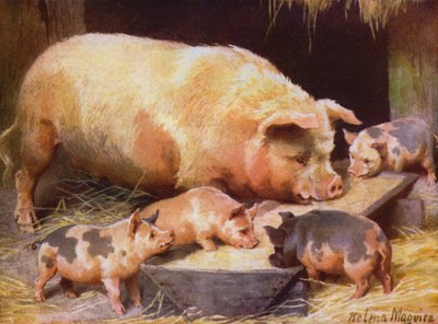 Domuz ve domuz yavruları (renkli lito) by Helena J. Maguire