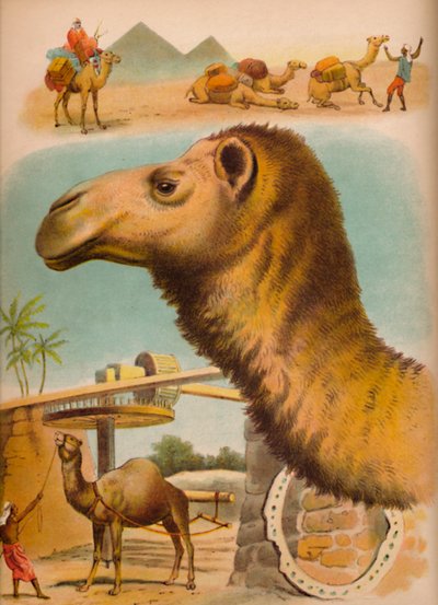 Deve, c1900 by Helena J. Maguire