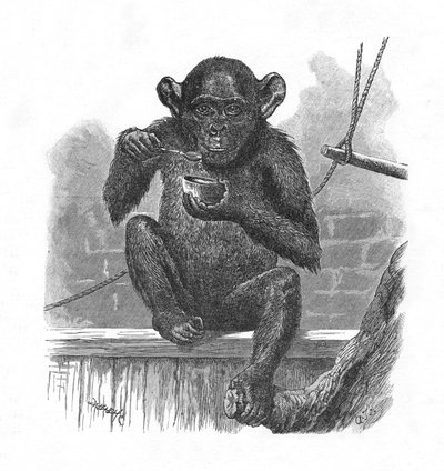 Şempanze Sally., c1900 by Helena J. Maguire